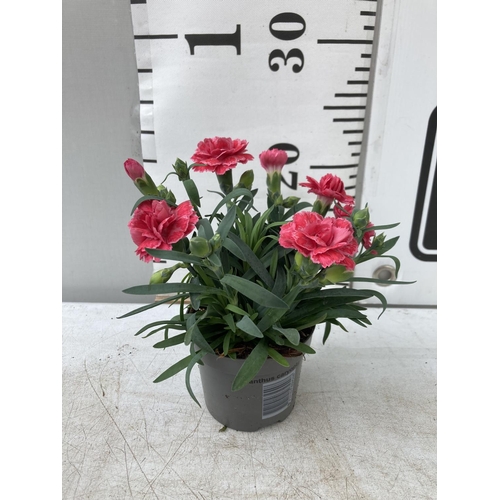 28 - EIGHTEEN POTS OF PINK DIANTHUS TO BE SOLD FOR THE EIGHTEEN PLUS VAT