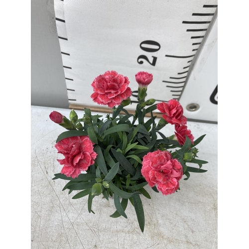 28 - EIGHTEEN POTS OF PINK DIANTHUS TO BE SOLD FOR THE EIGHTEEN PLUS VAT