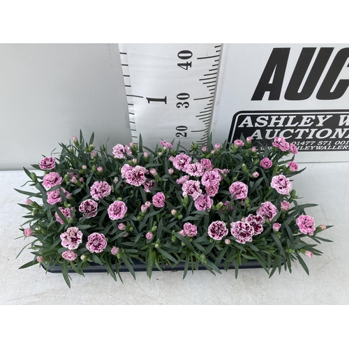 29 - EIGHTEEN POTS OF PINK/PURPLE DIANTHUS TO BE SOLD FOR THE EIGHTEEN PLUS VAT