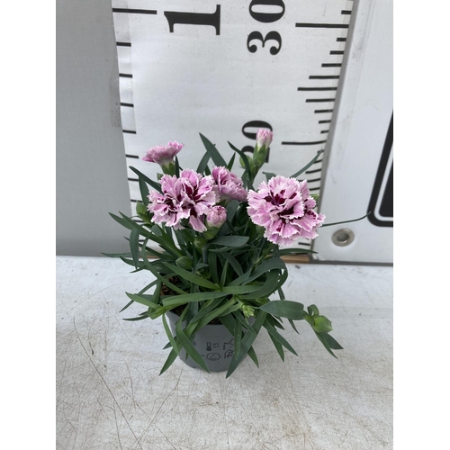 29 - EIGHTEEN POTS OF PINK/PURPLE DIANTHUS TO BE SOLD FOR THE EIGHTEEN PLUS VAT