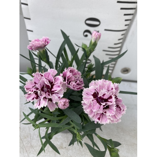 29 - EIGHTEEN POTS OF PINK/PURPLE DIANTHUS TO BE SOLD FOR THE EIGHTEEN PLUS VAT