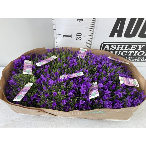 18 - SIX CAMPANULA AMBELLA WITH PURPLE FLOWERS IN A 1.2 LITRE POT HEIGHT 15-25CM TO BE SOLD FOR THE SIX P... 