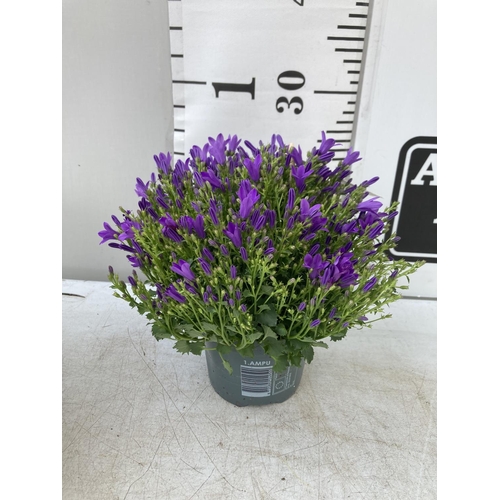 18 - SIX CAMPANULA AMBELLA WITH PURPLE FLOWERS IN A 1.2 LITRE POT HEIGHT 15-25CM TO BE SOLD FOR THE SIX P... 