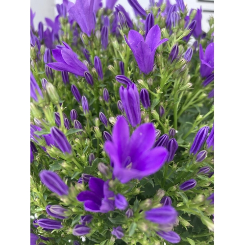 18 - SIX CAMPANULA AMBELLA WITH PURPLE FLOWERS IN A 1.2 LITRE POT HEIGHT 15-25CM TO BE SOLD FOR THE SIX P... 