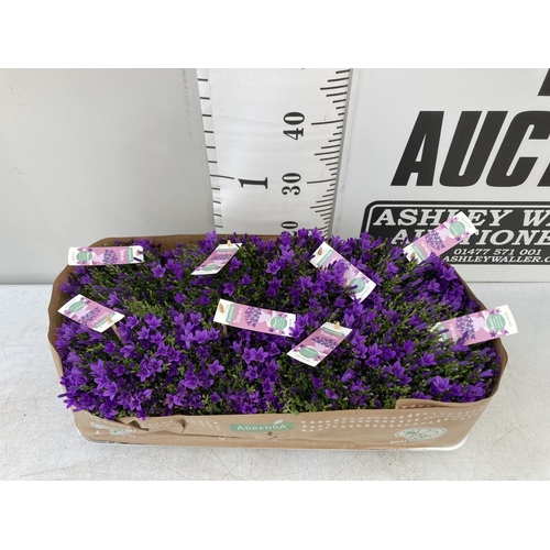 19 - EIGHT CAMPANULA AMBELLA WITH PURPLE FLOWERS IN A 1.2 LITRE POT HEIGHT 15-25CM TO BE SOLD FOR THE EIG... 