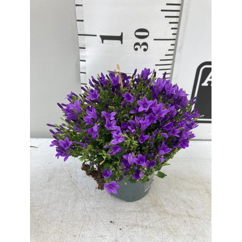 19 - EIGHT CAMPANULA AMBELLA WITH PURPLE FLOWERS IN A 1.2 LITRE POT HEIGHT 15-25CM TO BE SOLD FOR THE EIG... 