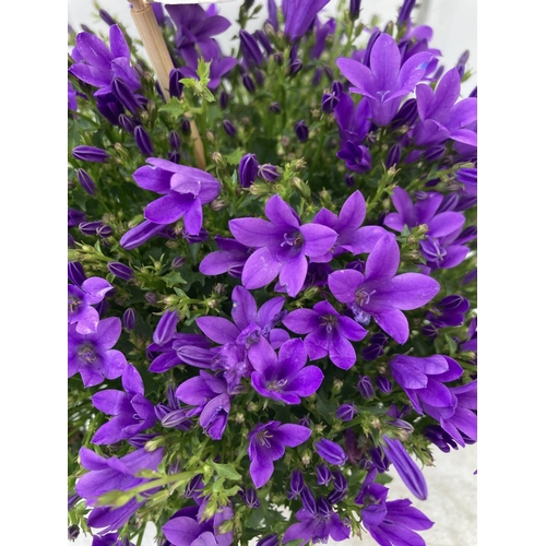 19 - EIGHT CAMPANULA AMBELLA WITH PURPLE FLOWERS IN A 1.2 LITRE POT HEIGHT 15-25CM TO BE SOLD FOR THE EIG... 