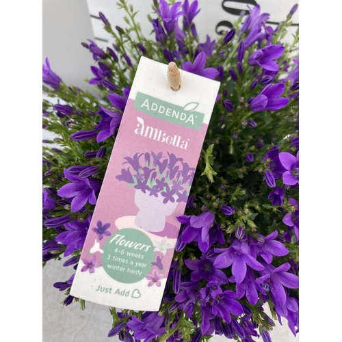 19 - EIGHT CAMPANULA AMBELLA WITH PURPLE FLOWERS IN A 1.2 LITRE POT HEIGHT 15-25CM TO BE SOLD FOR THE EIG... 