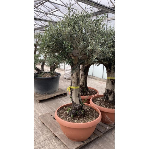 99 - A LARGE OLEA EUROPAEA OLD STEM OLIVE TREE IN A BOWL