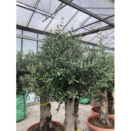 99 - A LARGE OLEA EUROPAEA OLD STEM OLIVE TREE IN A BOWL