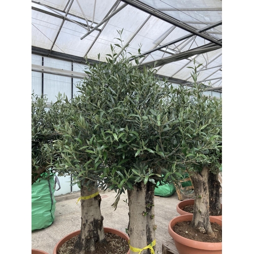 99 - A LARGE OLEA EUROPAEA OLD STEM OLIVE TREE IN A BOWL