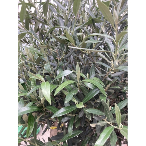 99 - A LARGE OLEA EUROPAEA OLD STEM OLIVE TREE IN A BOWL