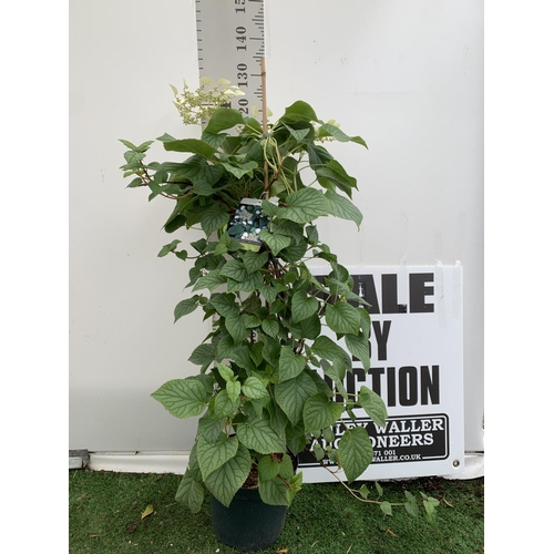 97 - A SCHIZOPHRAGMA HYDRANGEOIDES MOONLIGHT IN A 7.5 LTR POT 130CM TALL PLUS VAT