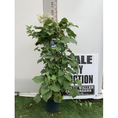 97 - A SCHIZOPHRAGMA HYDRANGEOIDES MOONLIGHT IN A 7.5 LTR POT 130CM TALL PLUS VAT