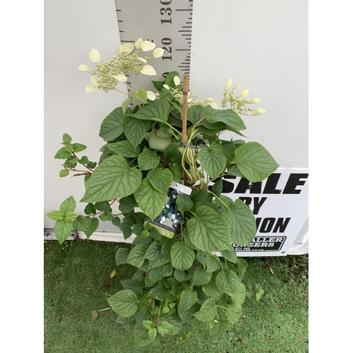 97 - A SCHIZOPHRAGMA HYDRANGEOIDES MOONLIGHT IN A 7.5 LTR POT 130CM TALL PLUS VAT