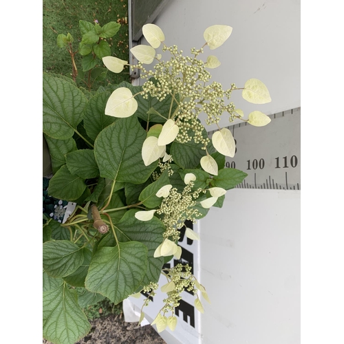 97 - A SCHIZOPHRAGMA HYDRANGEOIDES MOONLIGHT IN A 7.5 LTR POT 130CM TALL PLUS VAT