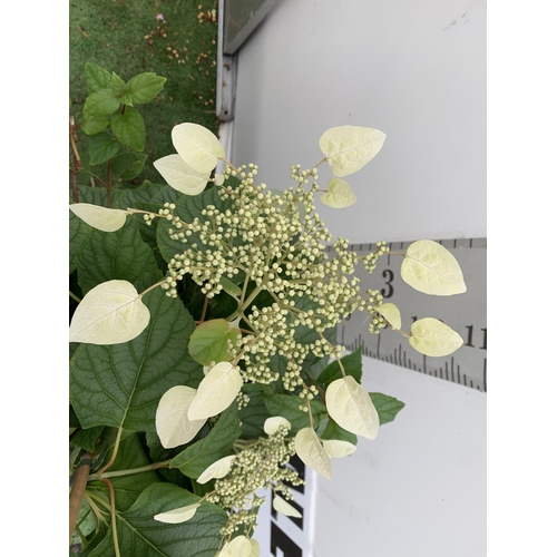 97 - A SCHIZOPHRAGMA HYDRANGEOIDES MOONLIGHT IN A 7.5 LTR POT 130CM TALL PLUS VAT