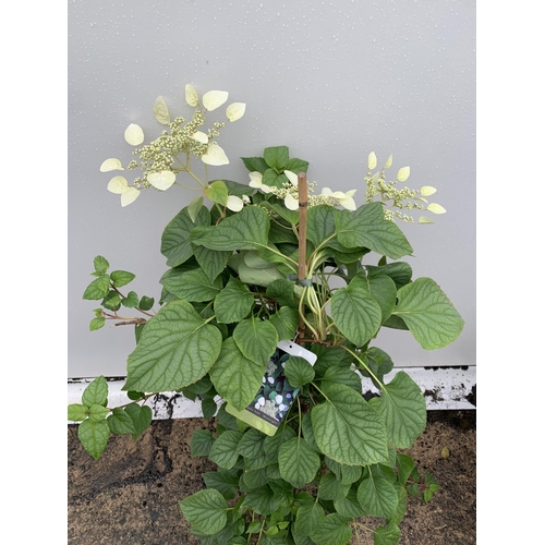 97 - A SCHIZOPHRAGMA HYDRANGEOIDES MOONLIGHT IN A 7.5 LTR POT 130CM TALL PLUS VAT