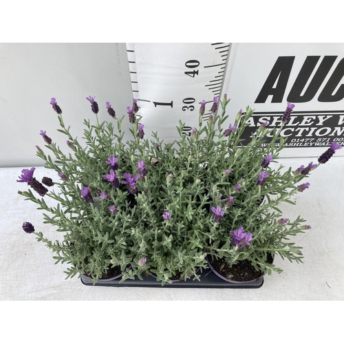 6 - SIX LAVENDER LAVANDULA ST.ANOUK IN PURPLE 1.5 LITRE POTS APPROX 40CM IN HEIGHT TO BE SOLD FOR THE SI... 