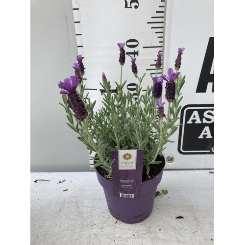 6 - SIX LAVENDER LAVANDULA ST.ANOUK IN PURPLE 1.5 LITRE POTS APPROX 40CM IN HEIGHT TO BE SOLD FOR THE SI... 