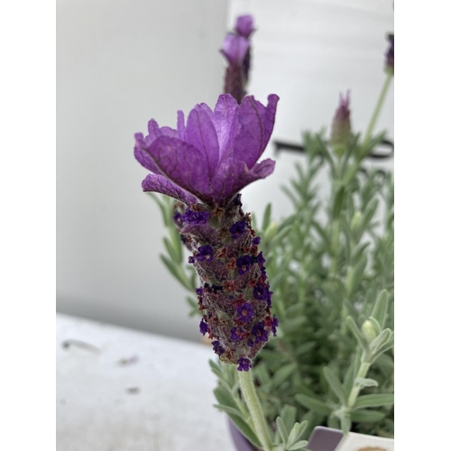 6 - SIX LAVENDER LAVANDULA ST.ANOUK IN PURPLE 1.5 LITRE POTS APPROX 40CM IN HEIGHT TO BE SOLD FOR THE SI... 