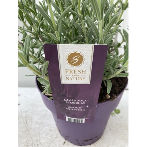 6 - SIX LAVENDER LAVANDULA ST.ANOUK IN PURPLE 1.5 LITRE POTS APPROX 40CM IN HEIGHT TO BE SOLD FOR THE SI... 