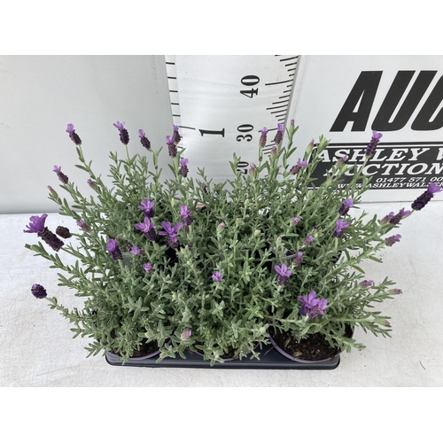 7 - SIX LAVANDULA ST.ANOUK IN PURPLE 1.5 LITRE POTS APPROX 40CM IN HEIGHT TO BE SOLD FOR THE SIX NO VAT