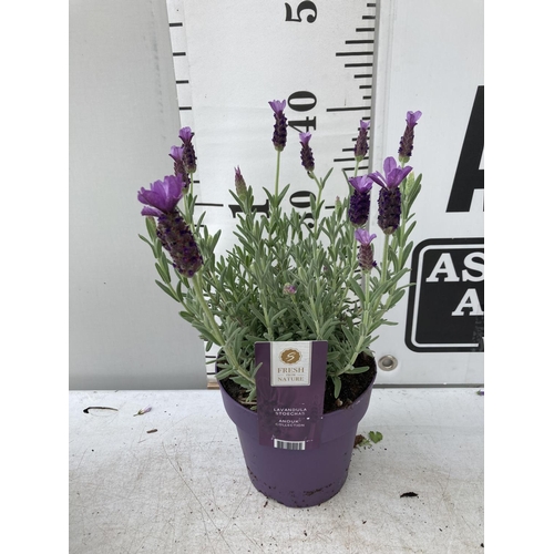 7 - SIX LAVANDULA ST.ANOUK IN PURPLE 1.5 LITRE POTS APPROX 40CM IN HEIGHT TO BE SOLD FOR THE SIX NO VAT