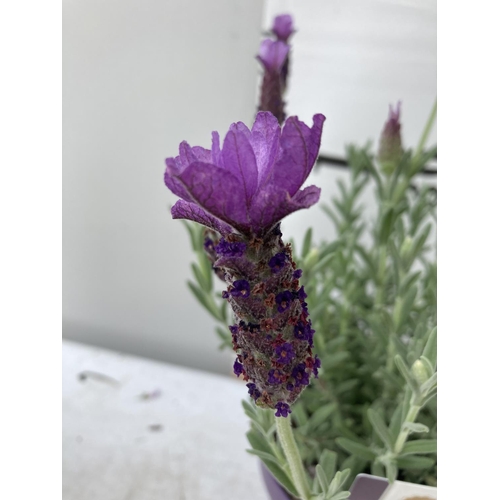 7 - SIX LAVANDULA ST.ANOUK IN PURPLE 1.5 LITRE POTS APPROX 40CM IN HEIGHT TO BE SOLD FOR THE SIX NO VAT