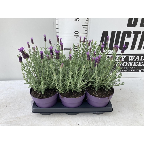 106 - SIX LAVENDER LAVANDULA ST.ANOUK IN PURPLE 1.5 LITRE POTS APPROX 40CM IN HEIGHT TO BE SOLD FOR THE SI... 