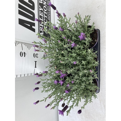 106 - SIX LAVENDER LAVANDULA ST.ANOUK IN PURPLE 1.5 LITRE POTS APPROX 40CM IN HEIGHT TO BE SOLD FOR THE SI... 