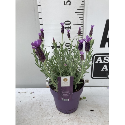 106 - SIX LAVENDER LAVANDULA ST.ANOUK IN PURPLE 1.5 LITRE POTS APPROX 40CM IN HEIGHT TO BE SOLD FOR THE SI... 