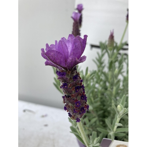 106 - SIX LAVENDER LAVANDULA ST.ANOUK IN PURPLE 1.5 LITRE POTS APPROX 40CM IN HEIGHT TO BE SOLD FOR THE SI... 