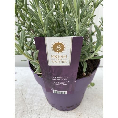 106 - SIX LAVENDER LAVANDULA ST.ANOUK IN PURPLE 1.5 LITRE POTS APPROX 40CM IN HEIGHT TO BE SOLD FOR THE SI... 