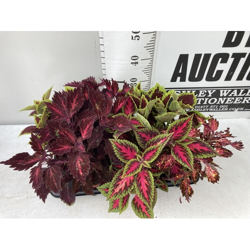 9 - SIX VARIEGATED COLEUS IN 1.3 LITRE POTS TO BE SOLD FOR THE SIX PLUS VAT