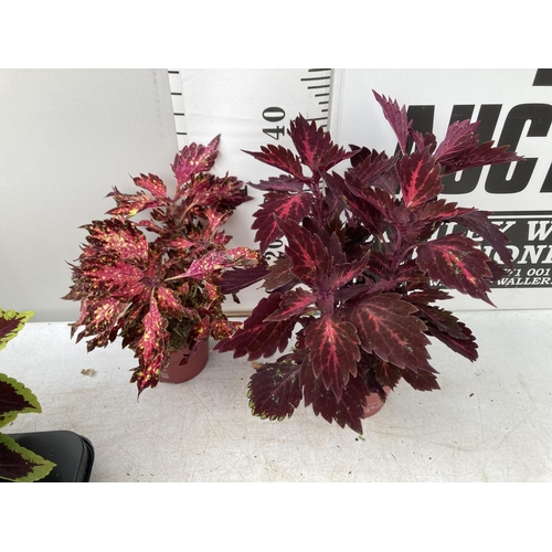 9 - SIX VARIEGATED COLEUS IN 1.3 LITRE POTS TO BE SOLD FOR THE SIX PLUS VAT