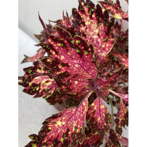 9 - SIX VARIEGATED COLEUS IN 1.3 LITRE POTS TO BE SOLD FOR THE SIX PLUS VAT