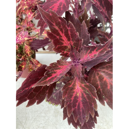 9 - SIX VARIEGATED COLEUS IN 1.3 LITRE POTS TO BE SOLD FOR THE SIX PLUS VAT