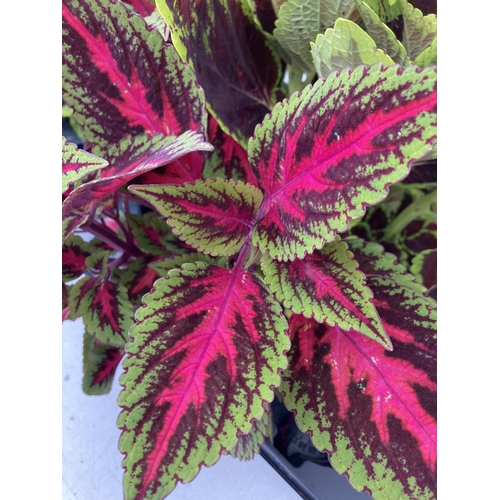 9 - SIX VARIEGATED COLEUS IN 1.3 LITRE POTS TO BE SOLD FOR THE SIX PLUS VAT