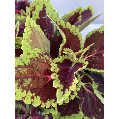 9 - SIX VARIEGATED COLEUS IN 1.3 LITRE POTS TO BE SOLD FOR THE SIX PLUS VAT