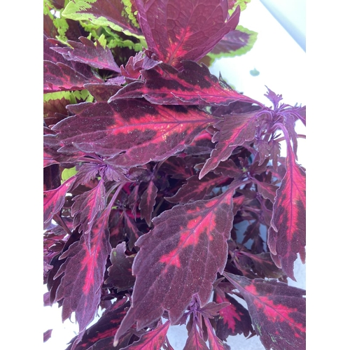 10 - SIX VARIEGATED COLEUS IN 1.3 LITRE POTS TO BE SOLD FOR THE SIX PLUS VAT