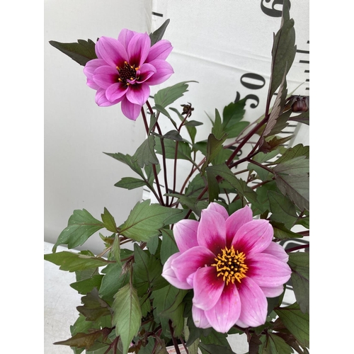 8 - SIX DAHLIA DREAMY MORNING IN 1.5 LTR POTS 50-60CM TALL TO BE SOLD FOR THE SIX PLUS VAT