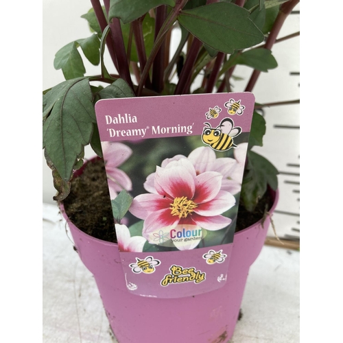 8 - SIX DAHLIA DREAMY MORNING IN 1.5 LTR POTS 50-60CM TALL TO BE SOLD FOR THE SIX PLUS VAT