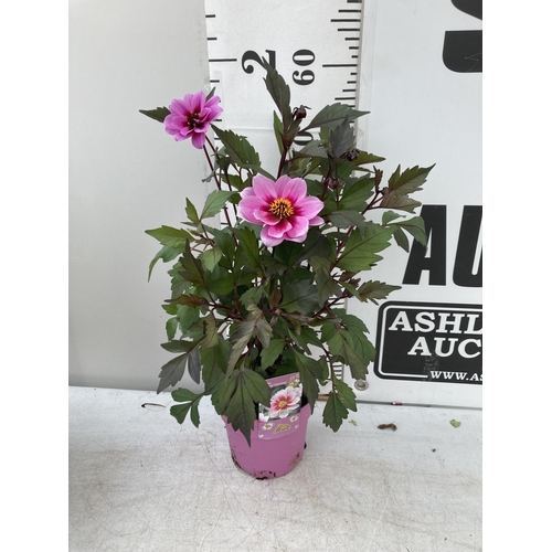 78 - SIX DAHLIA DREAMY MORNING IN 1.5 LTR POTS 50-60CM TALL TO BE SOLD FOR THE SIX PLUS VAT