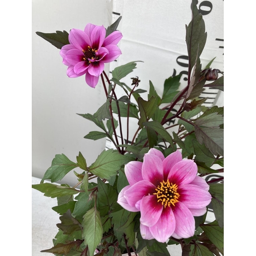 78 - SIX DAHLIA DREAMY MORNING IN 1.5 LTR POTS 50-60CM TALL TO BE SOLD FOR THE SIX PLUS VAT