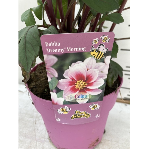 78 - SIX DAHLIA DREAMY MORNING IN 1.5 LTR POTS 50-60CM TALL TO BE SOLD FOR THE SIX PLUS VAT