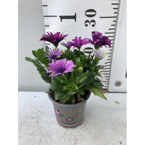 13 - TWELVE MIXED COLOUR OSTEOSPERMUM IN 1 LTR POTS 20-25CM TALL TO BE SOLD FOR THE TWELVE PLUS VAT