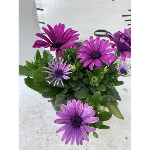 13 - TWELVE MIXED COLOUR OSTEOSPERMUM IN 1 LTR POTS 20-25CM TALL TO BE SOLD FOR THE TWELVE PLUS VAT