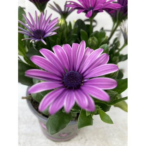 13 - TWELVE MIXED COLOUR OSTEOSPERMUM IN 1 LTR POTS 20-25CM TALL TO BE SOLD FOR THE TWELVE PLUS VAT