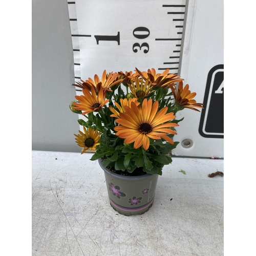 14 - TWELVE MIXED COLOUR OSTEOSPERMUM IN 1 LTR POTS 20-25CM TALL TO BE SOLD FOR THE TWELVE PLUS VAT